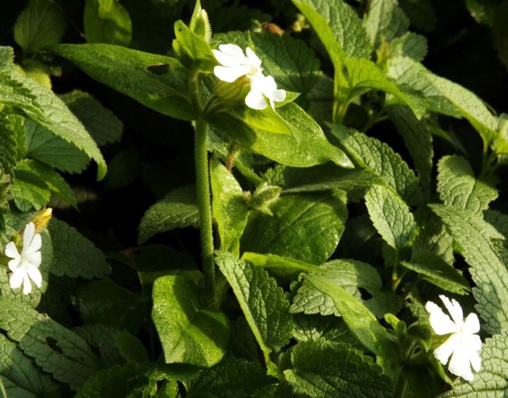 Silene alba (syn. Silene latifolia ssp. alba)